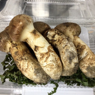 岩手県産　天然松茸　200g【ミックスサイズ・数量・期間限定】