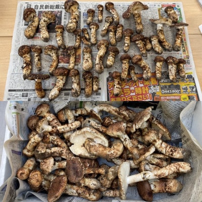【訳あり・ミックスサイズ】400g　岩手県産　天然松茸【数量・期間限定】