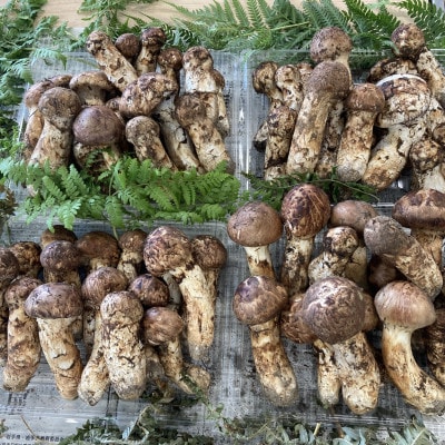 【訳あり・ミックスサイズ】400g　岩手県産　天然松茸【数量・期間限定】