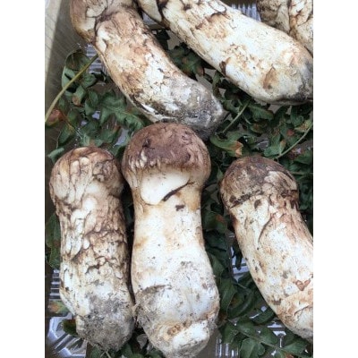【訳あり・ミックスサイズ】150g　岩手県産　天然松茸【数量・期間限定】