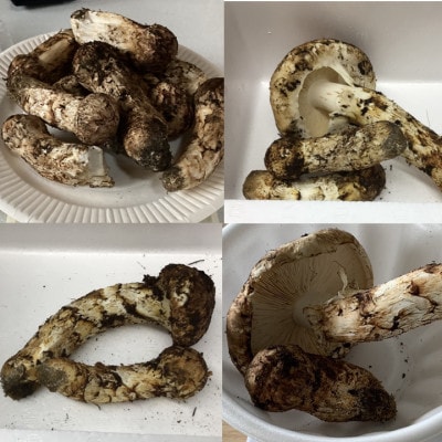 【訳あり・ミックスサイズ】150g　岩手県産　天然松茸【数量・期間限定】