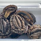 【訳あり】岩手県産活天然アワビ　約500g