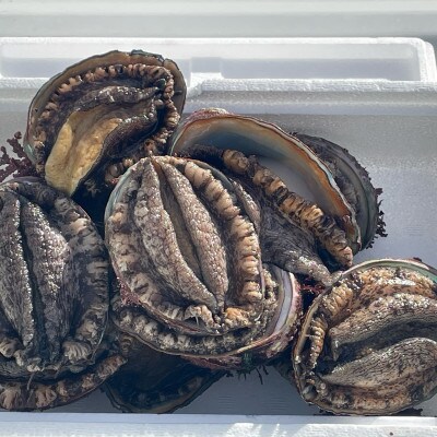 【訳あり】岩手県産活天然アワビ　約500g