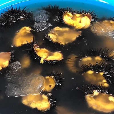 【令和8年7月～順次発送】岩手県田野畑産 無添加塩水生うに 100g×3パック 産地直送