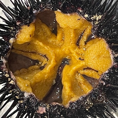 【令和8年7月～順次発送】岩手県田野畑産 無添加塩水生うに 100g×3パック 産地直送