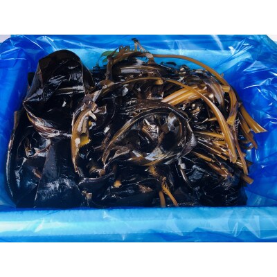 【期間限定】早採り生わかめ 500g
