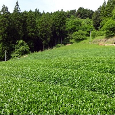 【ご当地コスメ】Ti-ina(ティーナ)4点セット　山鹿市で栽培された岳間茶使用