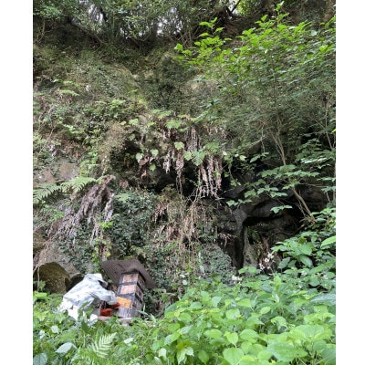 【熊本県北山麓】日本みつばち菊鹿・日本みつばち山鹿2本セット