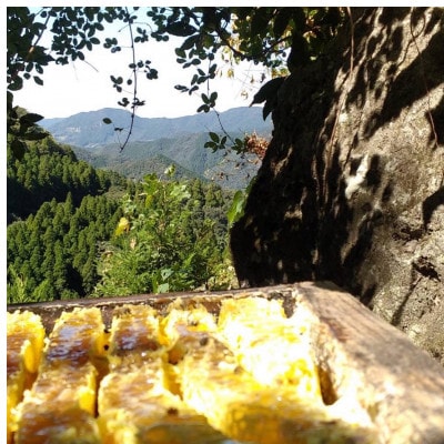【熊本県北山麓】日本みつばち菊鹿・日本みつばち山鹿2本セット