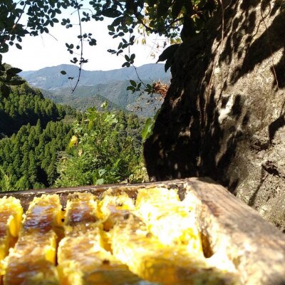 【熊本県北山麓】日本みつばち菊鹿405g