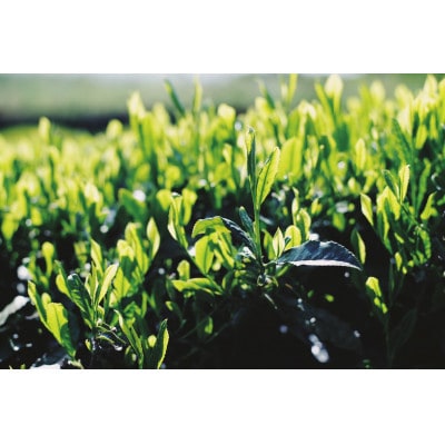 茶葉『山鹿市名産 岳間茶』4種飲み比べセット