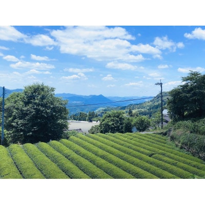 ティーバッグ 5種飲み比べセット