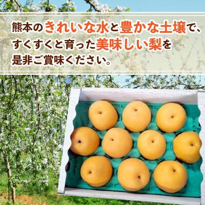 豊水梨　約5kg(10玉～20玉)(山鹿市)