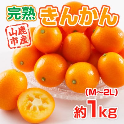 【2026年2月より順次発送】熊本県産 完熟キンカン 約1kg(山鹿市)