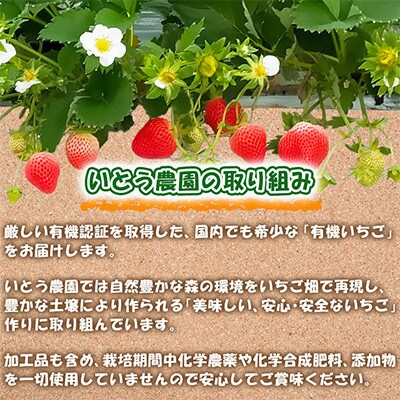【JAS有機認証】 高級いちご ゆうべに約1600g(約200g×8pc)