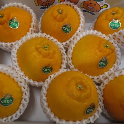 熊本産デコポン 約2kg