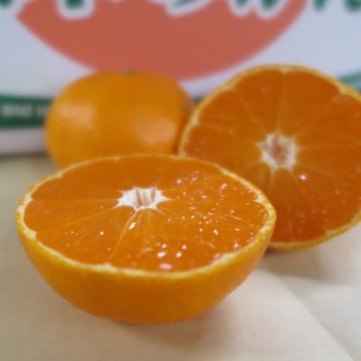 熊本みかん【秀品】10kg