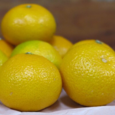 熊本産スイートスプリング 2~3L玉 5kg(化粧箱入り)