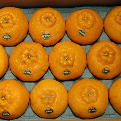 熊本産デコポン 約5kg