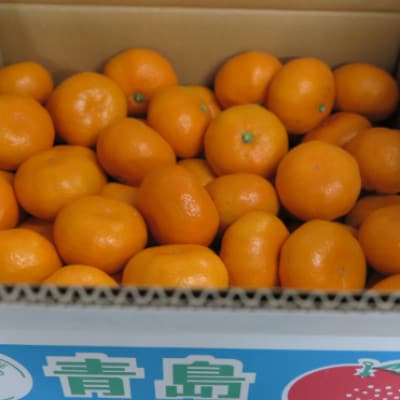 熊本産 青島みかん 10kg