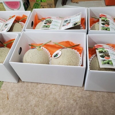クリスマスメロン2個セット 2Lサイズ【12月上旬~12月下旬発送】