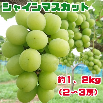 大人気のシャインマスカット 約1.2kg(2～3房)ぶどう (山鹿市)