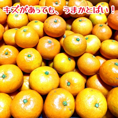 訳あり　家庭用　温州みかん　約5kg(山鹿市)