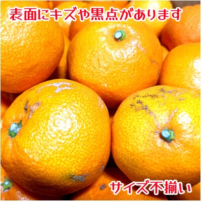 訳あり　家庭用　温州みかん　約5kg(山鹿市)