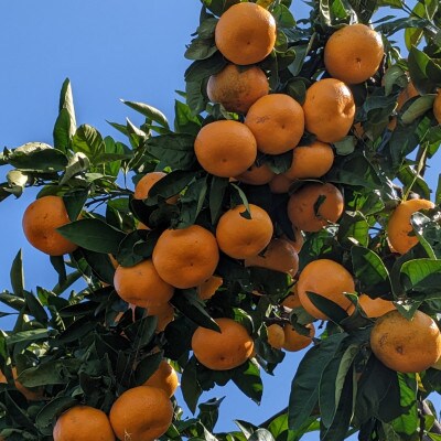 訳あり　家庭用　温州みかん　約5kg(山鹿市)