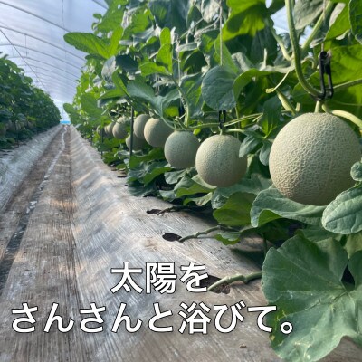 【12月より順次発送】じゅわっと甘い香りのアールスメロン2玉
