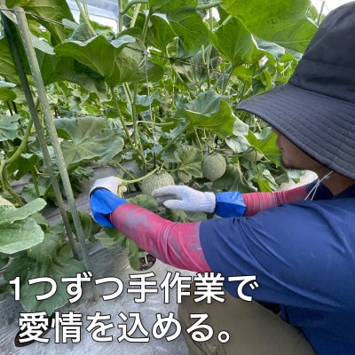 【12月より順次発送】じゅわっと甘い香りのアールスメロン2玉