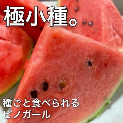 【2025年4月より順次発送】ピノガール ~種ごと食べられる小玉スイカ2玉~ 【とみおか農園】