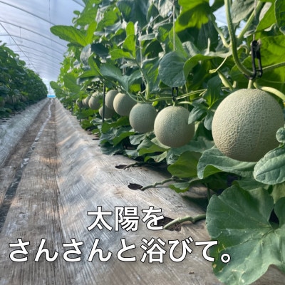 【2026年12月より順次発送】じゅわっと甘い香りのアールスメロン1玉