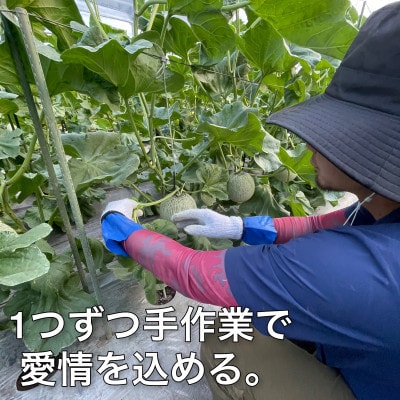 【2026年12月より順次発送】じゅわっと甘い香りのアールスメロン1玉