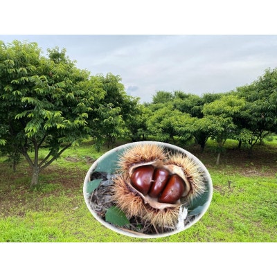 熊本県山鹿和栗(3kg)