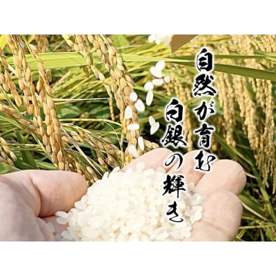 【先行予約】熊本県産お米20kg箱(5kg×4袋)