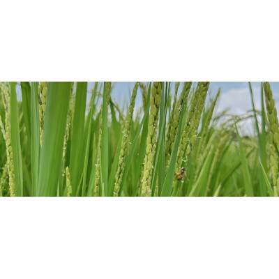 米ぬかパウダー8袋入り【株式会社夢アグリ】《山鹿市》