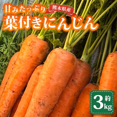 葉付き にんじん 約3kg 天日塩&発酵土壌で作ったこだわりの人参【株式会社 夢アグリ】