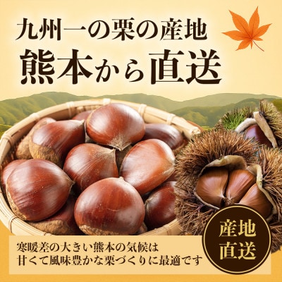 生栗 大粒 2L以上 約3kg(山鹿市)