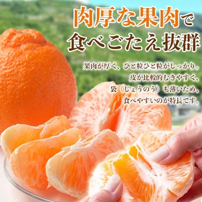 デコポン 6～13玉 約3kg(山鹿市)