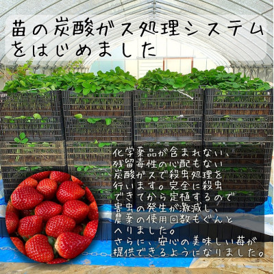 農家直送!削りイチゴパフェも楽しめるBELL FARMの美味しい冷凍いちご2kg【苺1kg×2箱】
