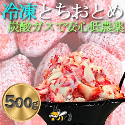 農家直送だから苺本来の美味しさ!BELL FARMの冷凍 いちご500g 収穫当日冷凍の苺