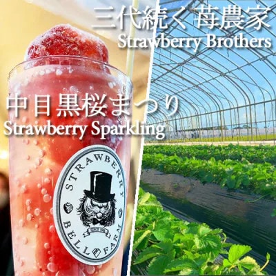 農家直送だから苺本来の美味しさ!BELL FARMの冷凍 いちご500g 収穫当日冷凍の苺