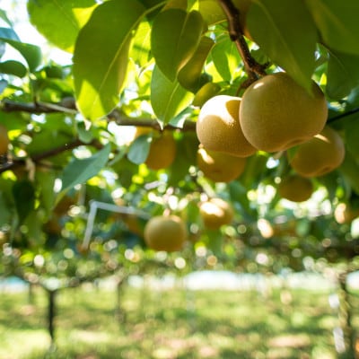 【千葉県横芝光町産】2021年デビューの新品種『秋満月』約3kg(5個) 満月のような大玉の梨