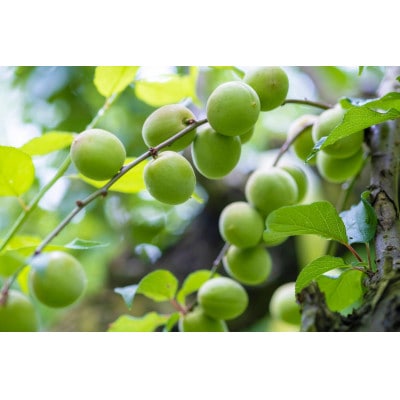 青い梅のクラフトビール”UME CRAFT”　3本セット