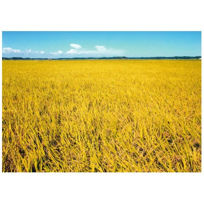 【令和8年産】千葉県産　粒すけ　精米5kg