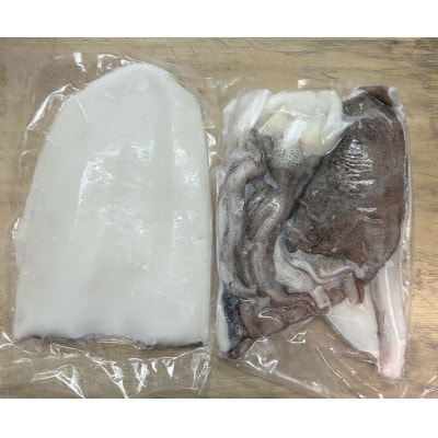 アオリイカ(水イカ)処理済み