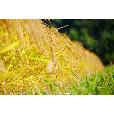 炊飯に手間掛け米(まい)!2合パック×9個
