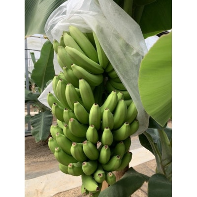 皮ごと食べられる国産バナナ「壱岐王様バナナ」1kg