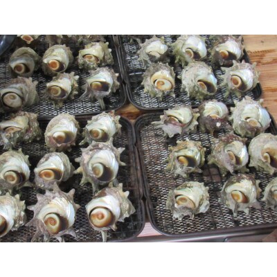 長崎壱岐市産サザエのつぼ焼き 3パック18個入り
